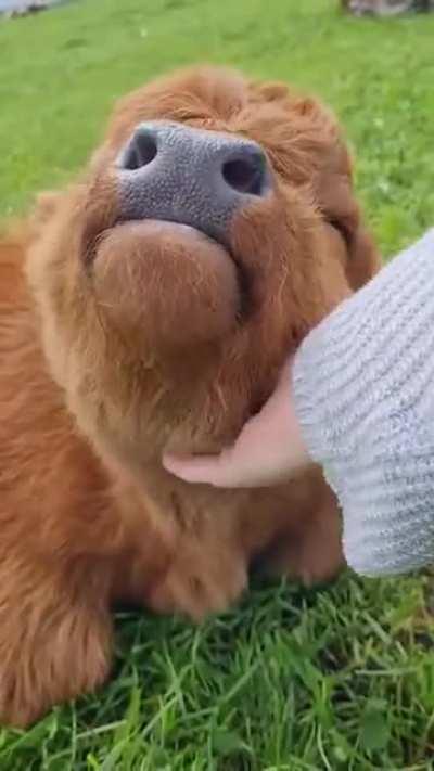 Highland Cow and her human