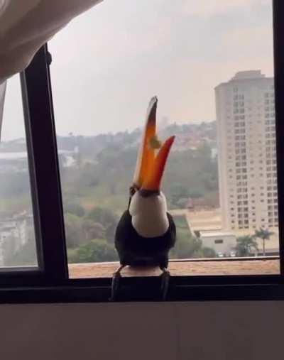 Toucans visiting an apartment.