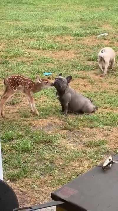 Some inter-species aww...