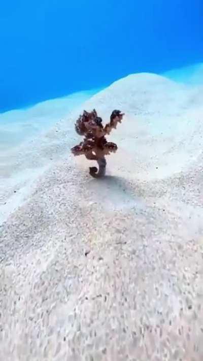 Tiny Octopus running along the ocean floor.