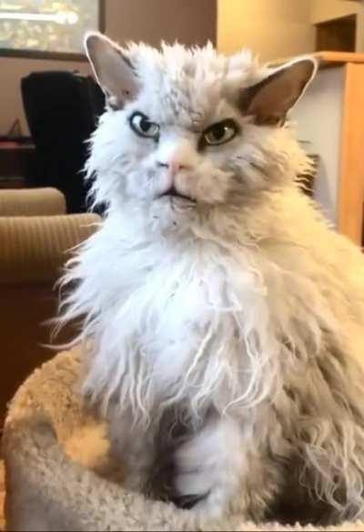 If Oscar the grouch was a cat.