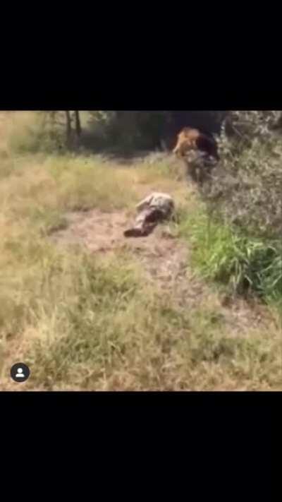 HMFT after entering a lion enclosure