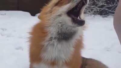 Listen to this Red Fox being a derp after boops!