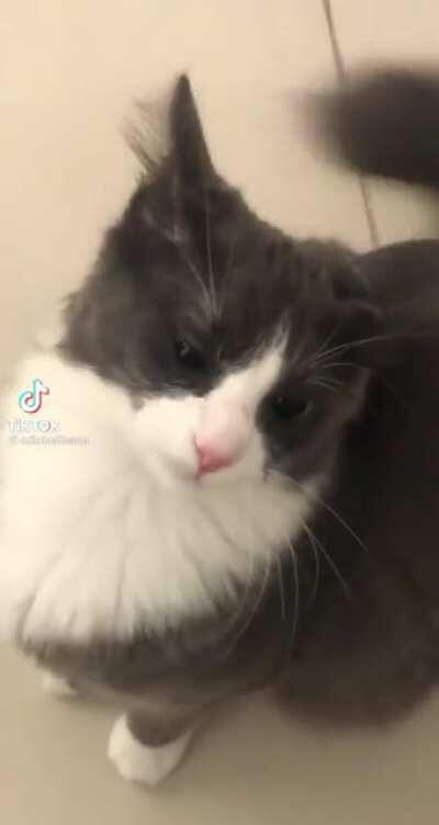 floof is angry