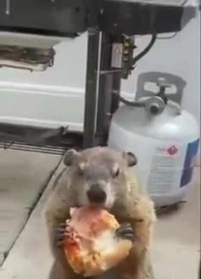 You want to see a groundhog, taunting a dog, by eating a pizza.