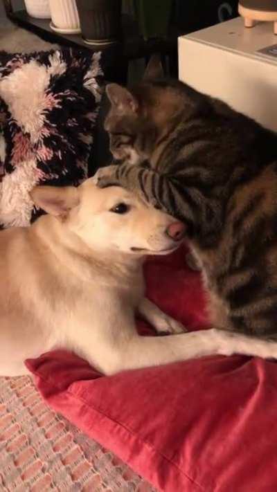 She always begs the cat for kisses until he gives in