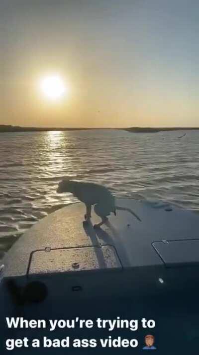 WCGW Shooting a video of a dog looking at a sunset on a boat?