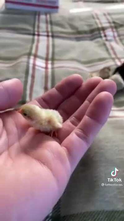 Baby quail