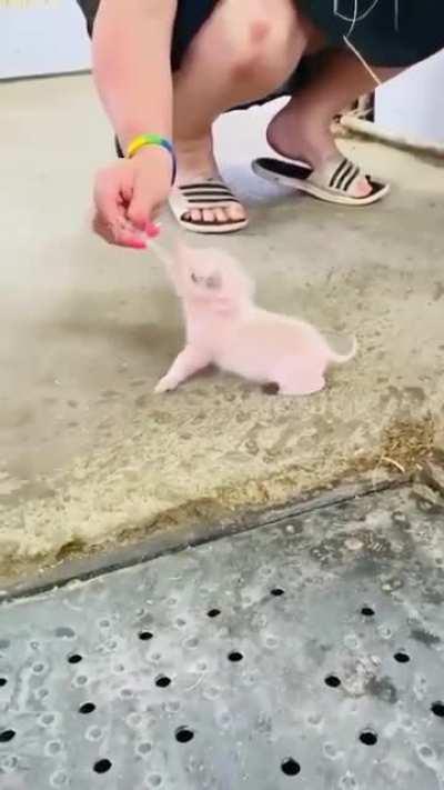 Feeding this little piggy