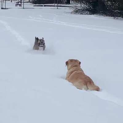 Simon makes his way thru the deep snow! Osceola County Michigan