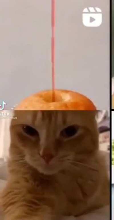 I was scrolling through Instagram when this perfectly timed cat and cake video synced. I've been watching it over and over again!