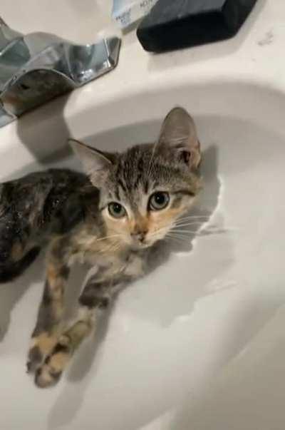 Rescued kitty gets his first bath ever