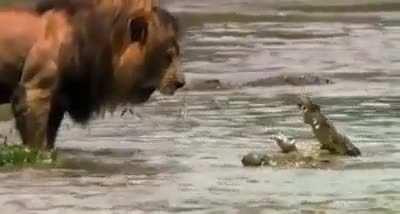 🔥 Lion stares down crocs