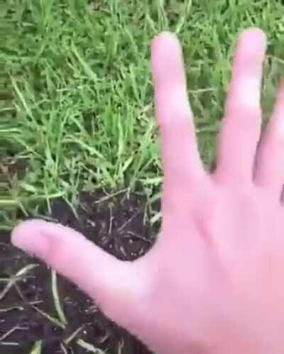 If I put my entire hand in a ant pile?