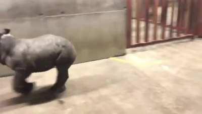 Baby rhino zoomies