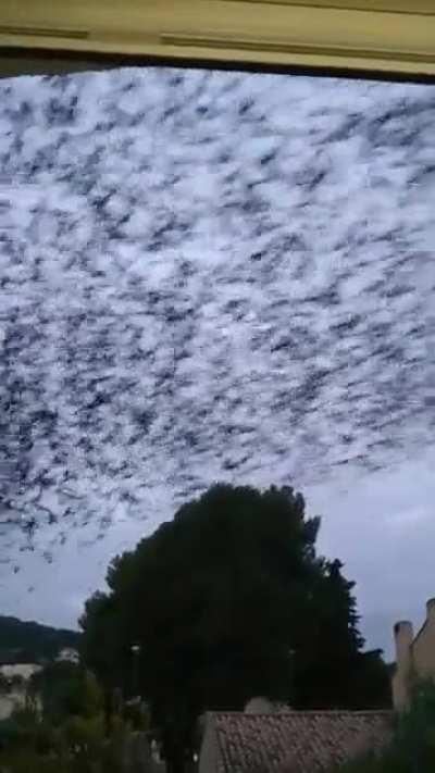 Huge flock of starlings leaving my neighbourhood every morning...