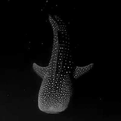 🔥The Whale shark is the largest fish in the ocean