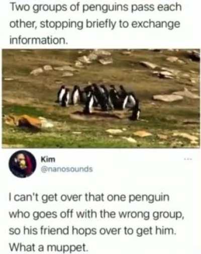 That one penguin at the end who goes back to get his friends from the wrong group got me laughing good 😂