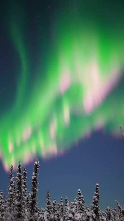 🔥 The aurora borealis last night in my backyard - Fairbanks, Alaska