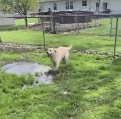 Happy boy can’t get enough PUDDLES