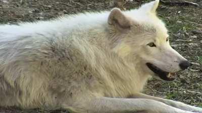 White Wolf