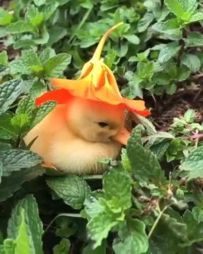 If you give a duckling a flower hat, she'll fall asleep