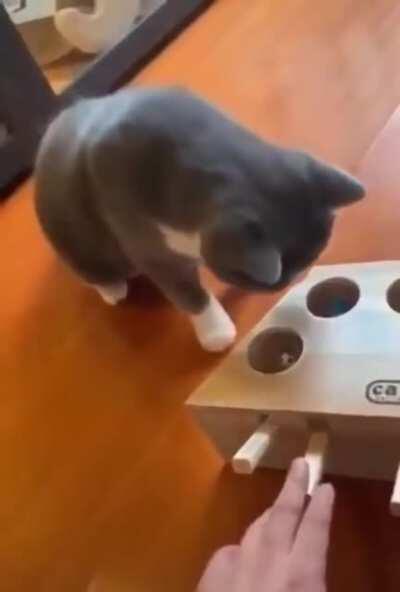 Just fun for cat