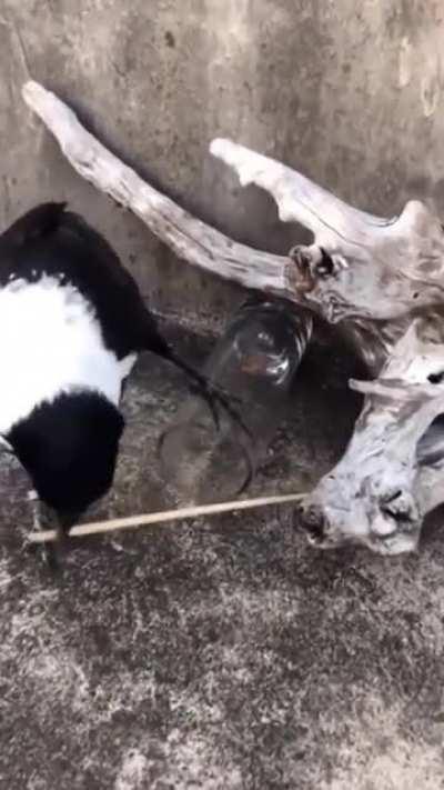 🔥 Smart crow using a stick to get a treat from a glass