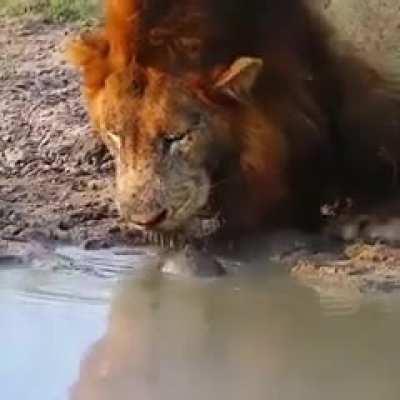 🔥 Lion versus Sea Tortoise