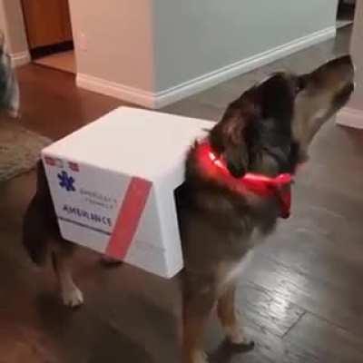 Call the dogtor