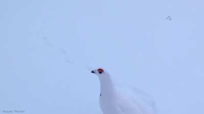 This is a Rock Ptarmigan and this is what it sounds like.