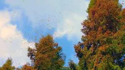 🔥 Monarch butterfly migration.