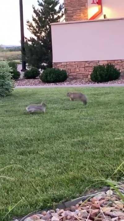 Bun zoomies at the drive thru! Sorry for the shaky video