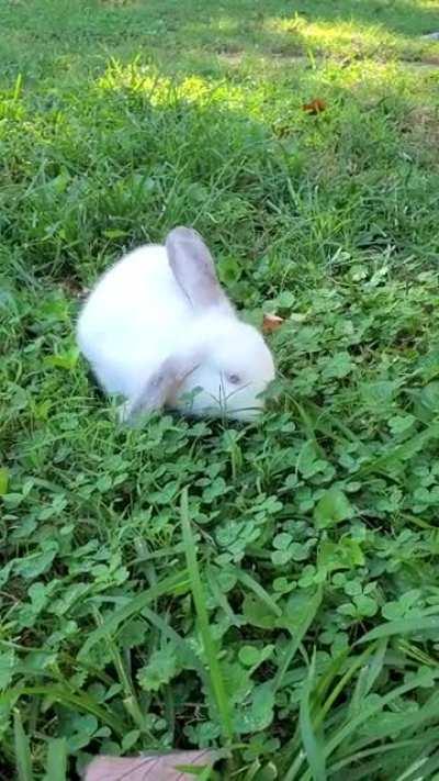 Stopping for a fresh clover snack