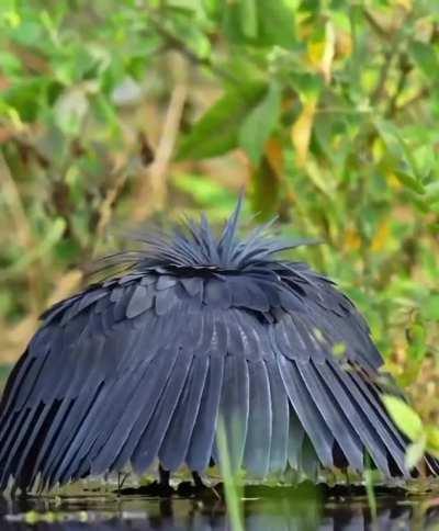 A black heron fishing