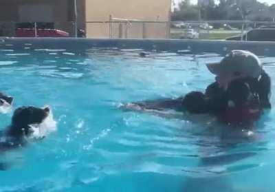 Teaching puppies how to swim