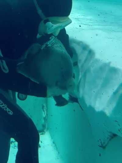 Seal “ bothering” diver cleaning