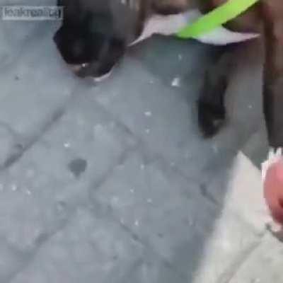 Police save dog from hot car.