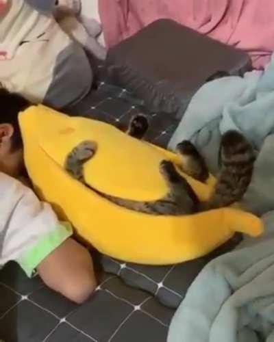 Cat in a banana