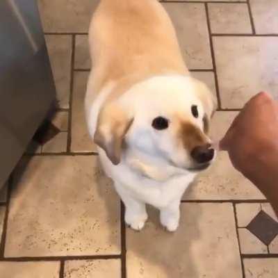 Good boy is trying to be so careful taking treat