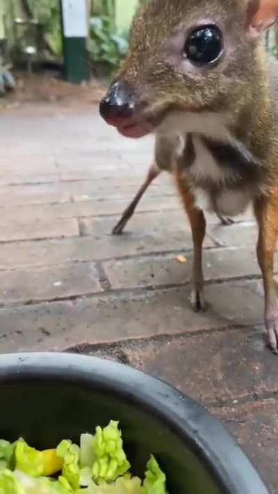 Chevrotains, or mouse-deer eating