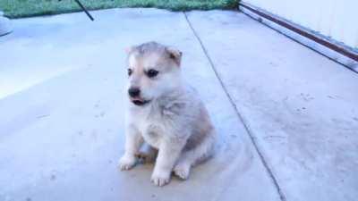 Little Husky's first howl