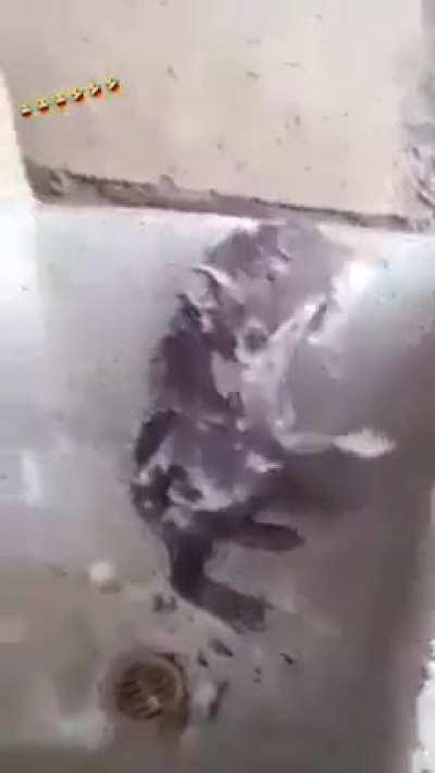 A rat taking a shower