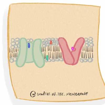 The difference between channel and carrier proteins! :)