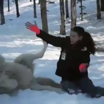 Majestic grey wolf becomes a good boy when visited by woman who helped raise his pack