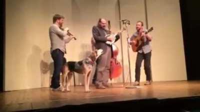 my dog was sleeping back stage and wandered out during the encore to sing lead