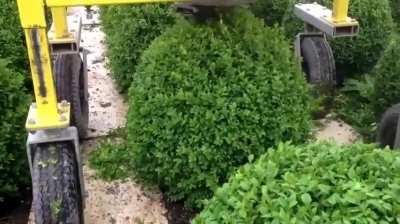 A hedge trimmer in action.