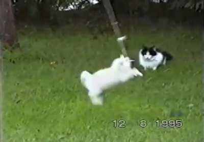 My dad filmed our cats for hours when we were growing up