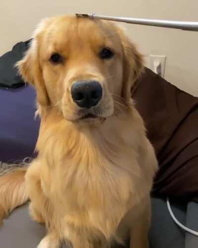 Good boy loves head scratches