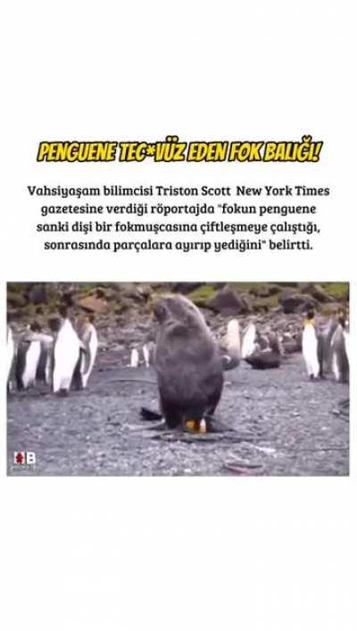 Penguenin o saatte orda ne işi var